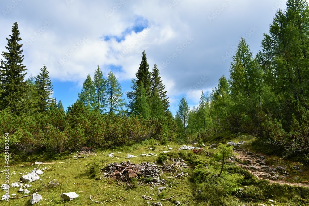 Obraz premium Beautiful alpine landscape above Lipanca, Slovenia in Julian alps and Triglav national park with conifer larch and spruce trees and mugo pine