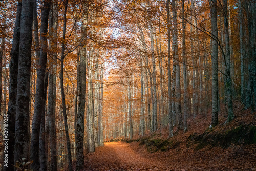 São Lourenço Beech Tree Forest, pathway leaves fall in ground landscape on autumnal background in November, Manteigas, Serra da Estrela, Portugal. © anammarques