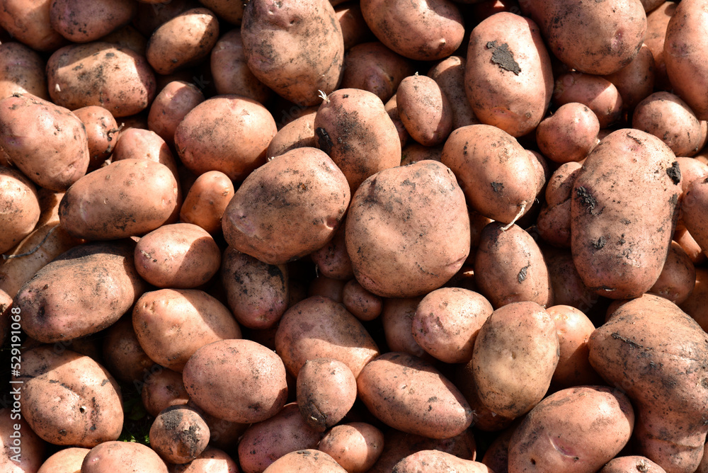 A bunch of large potatoes in the fall. Harvesting potatoes in close-up. Large potato fruits.