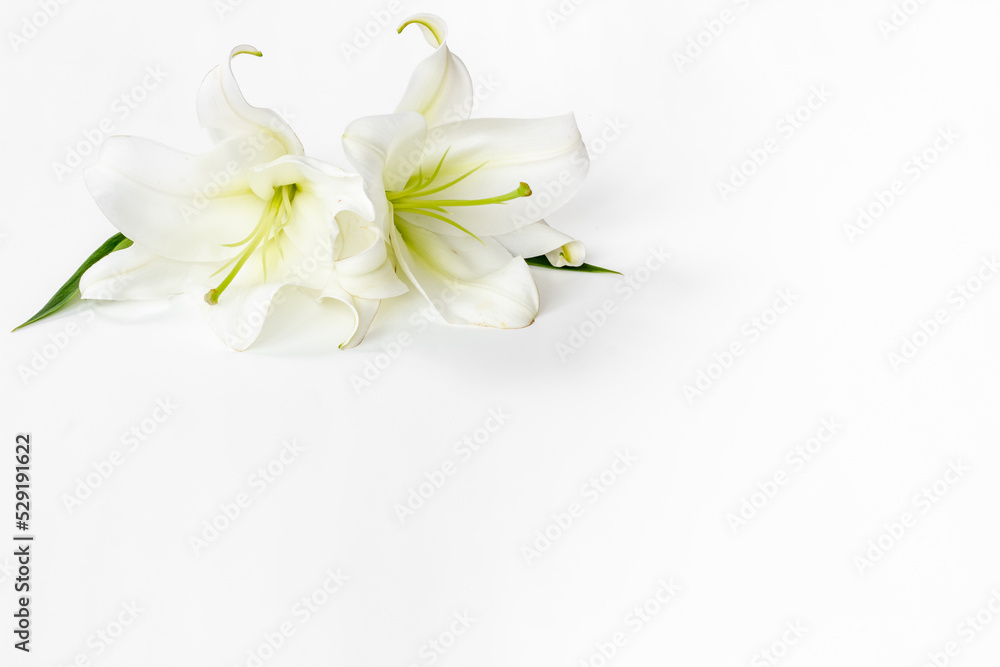 Obraz premium White liles flowers. Mourning or funeral background. Floral mock up