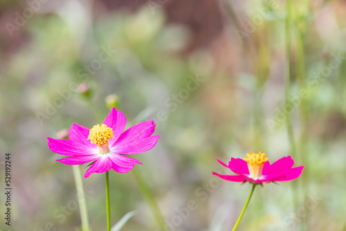 Pink Sulfur Cosmos flowers blooming on a garden plant blurred green leaves in the backdrop, bokeh from incoming light perfect as background image.
