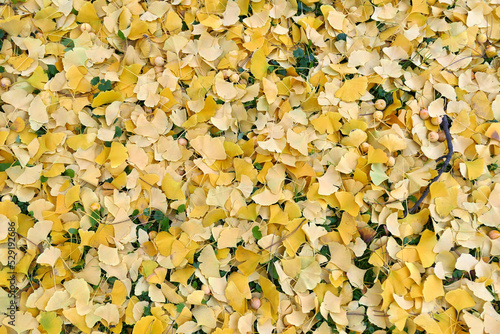 Ginkgo biloba fallen leaves and fruits. Autumn leaves. © Studio Barcelona