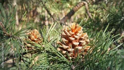 Two large dry red yellow orange cones hang on a branch in the forest. Pine cones. one