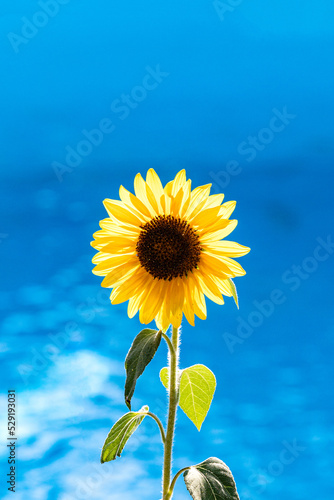 Sonnenblume im Gegenlicht hebt sich gut ab vom Blau des Pools