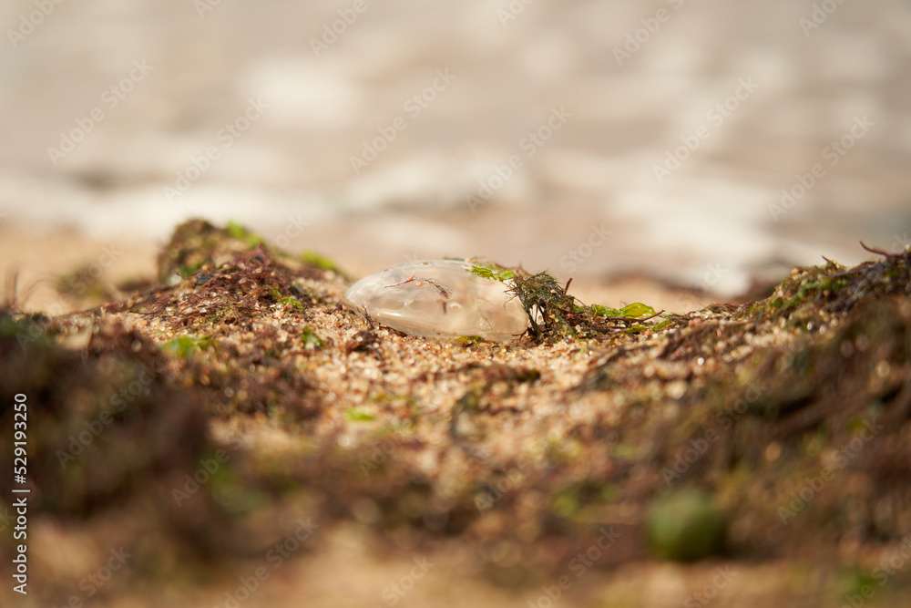 A Jellyfish, Medusa in the beach, selective focus A Jellyfish, Medusa in the beach, selective focus
