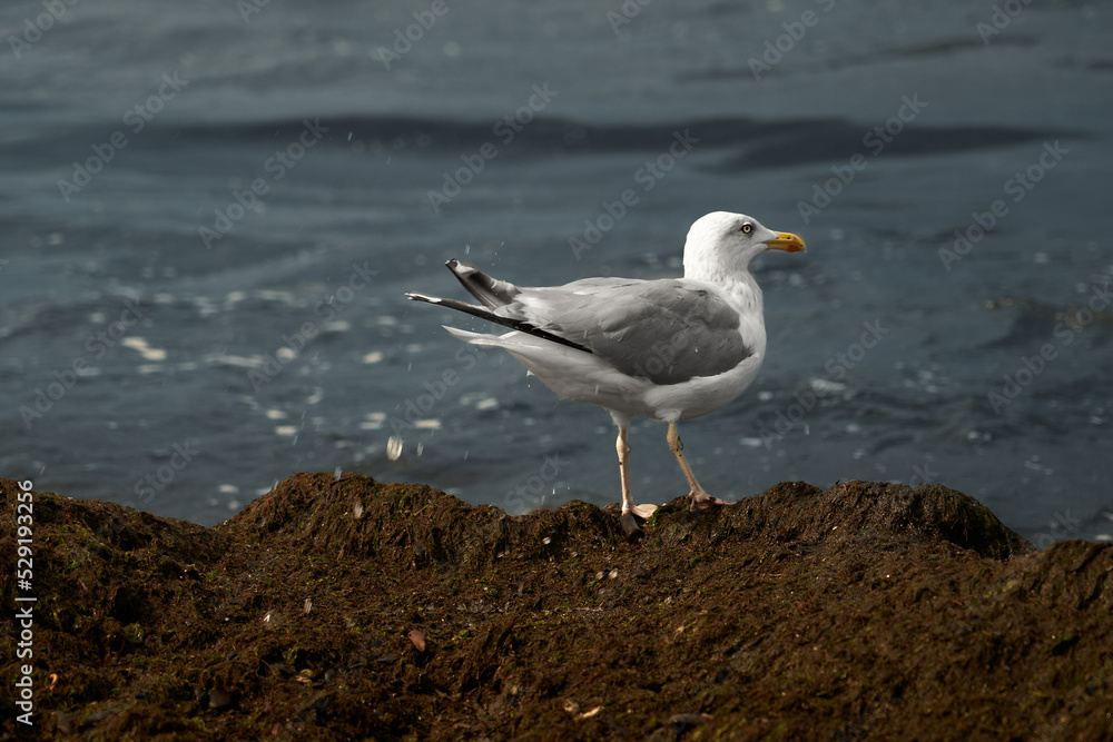 Seagull in autumn on the seashore Seagull in autumn on the seashore