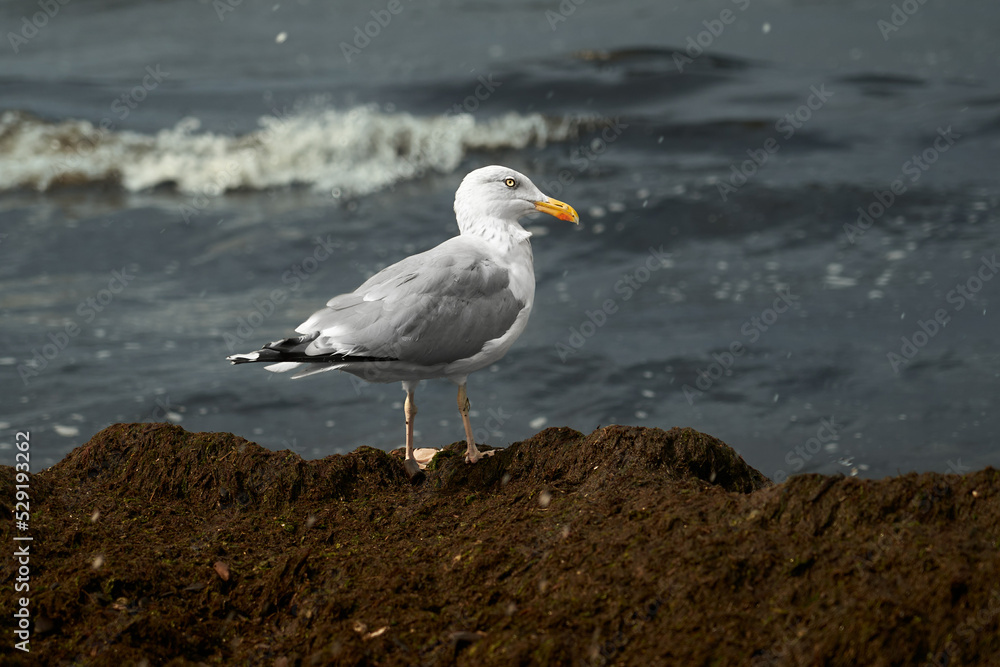 Seagull in autumn on the seashore