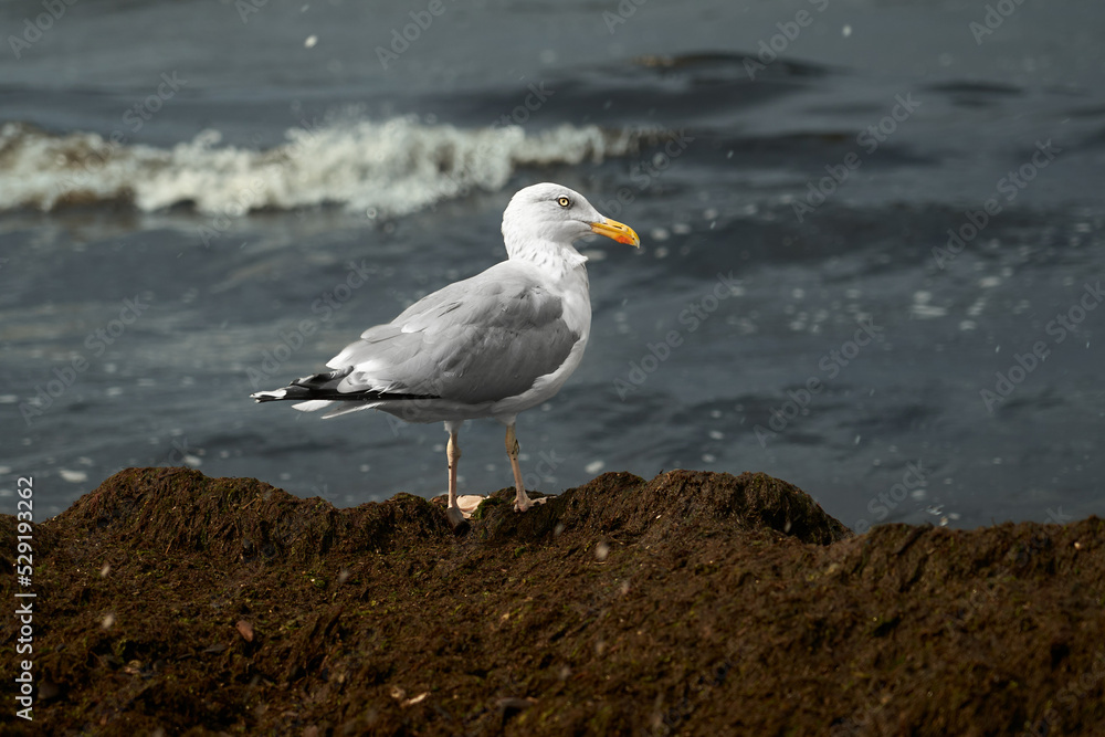 Seagull in autumn on the seashore Seagull in autumn on the seashore