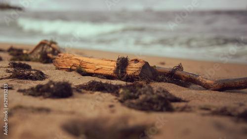 Stick thrown ashore after a storm, selective focus