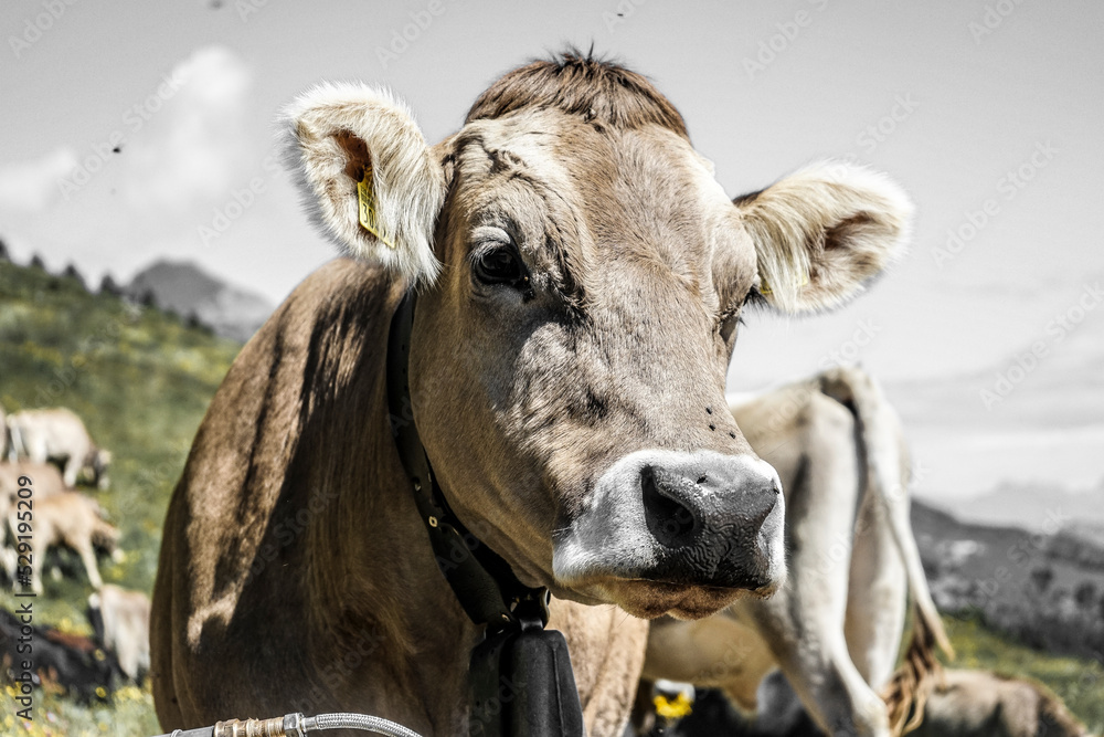 swiss cows from grisons portraits swiss cows from grisons portraits