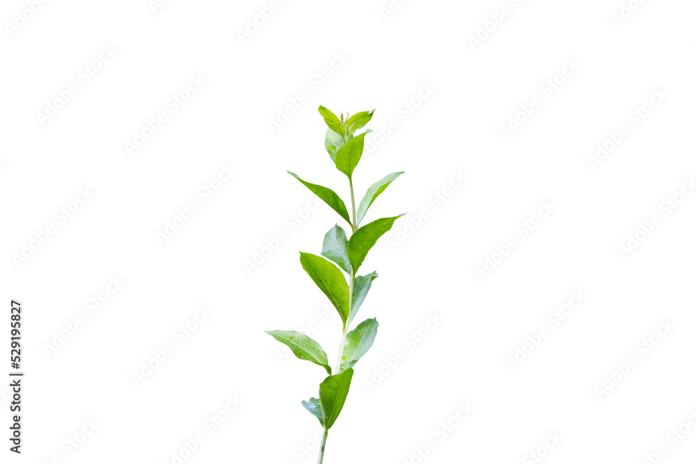 Obraz premium Herbal Green Henna branch or leaves isolated background png image