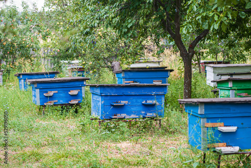 Hives in an apiary with bees in a green garden