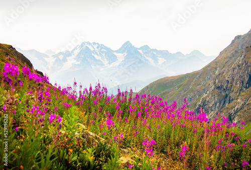 tranquil green mountains with purple flowers on hillside and snowy peaks background wallpaper with no people. Unspoiled pristine nature landscape panorama