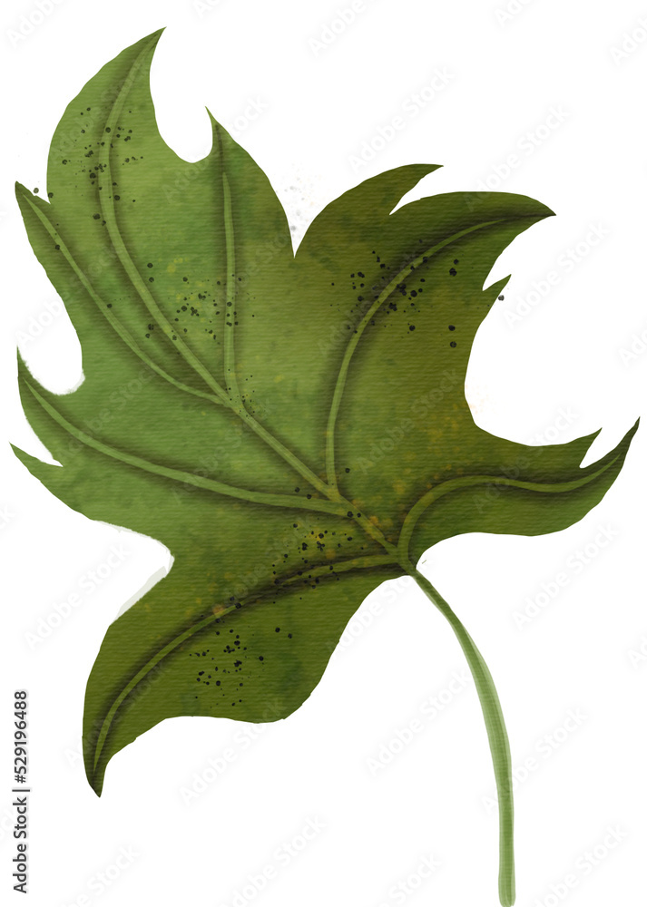 Pumpkin Leaf Hand drawn Watercolor painting Pumpkin Leaf Hand drawn Watercolor painting