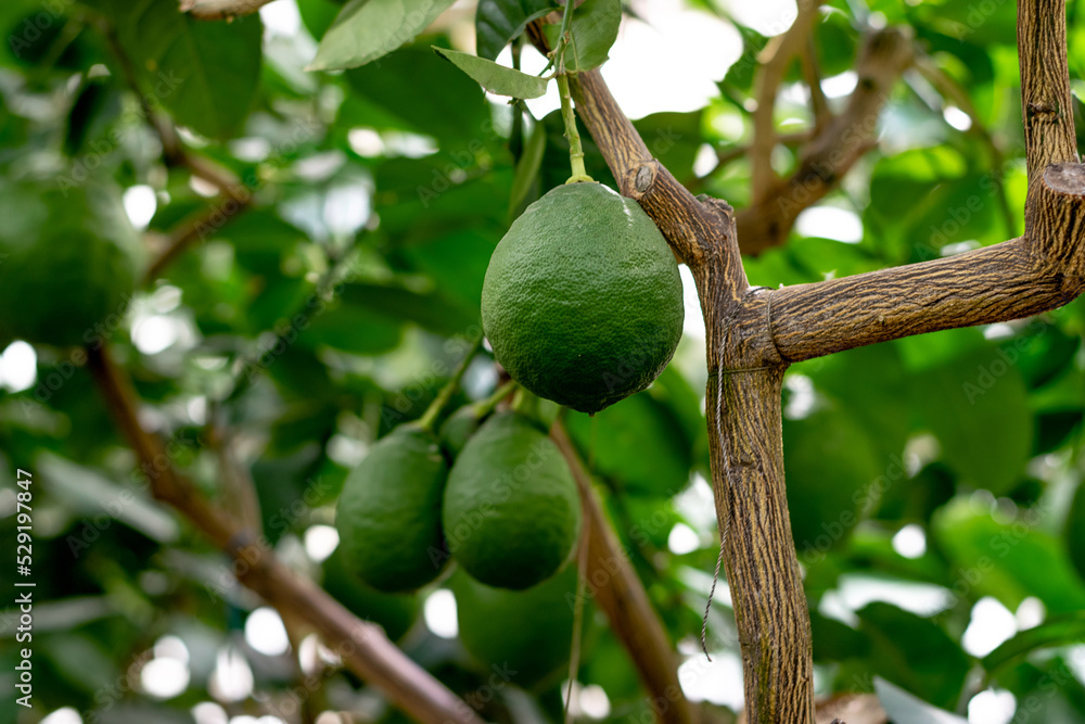 A green unripe lemons is hanging on a tree in the greenhouse.Lemonary.Home gardening,urban jungle,biophilic design.Selective focus,close-up.