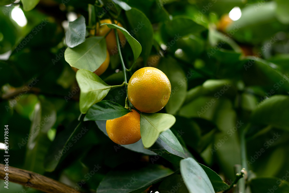 Oranges is hanging on a tree in the greenhouse.Lemonary.Home gardening,urban jungle,biophilic design.Selective focus.