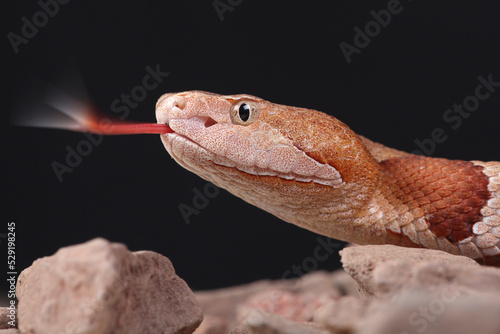 A portrait of an Eastern Copperhead using its forked tongue to sense its surroundings
