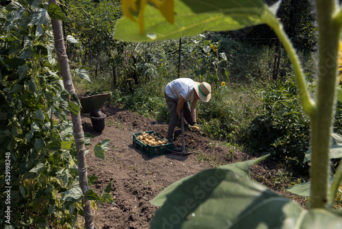 Mid Adult Woman Working on Her Domestic Vegetable Garden Under Summer Sun
