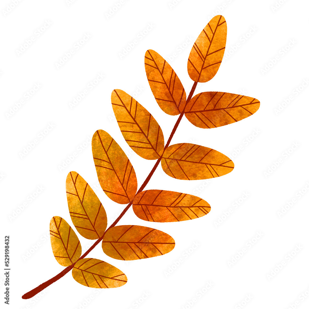 Fototapeta premium watercolor fall leaf, autumn color, transparent background