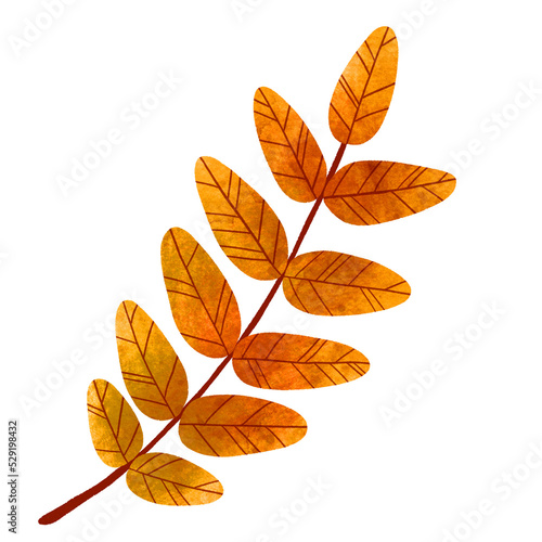 watercolor fall leaf, autumn color, transparent background