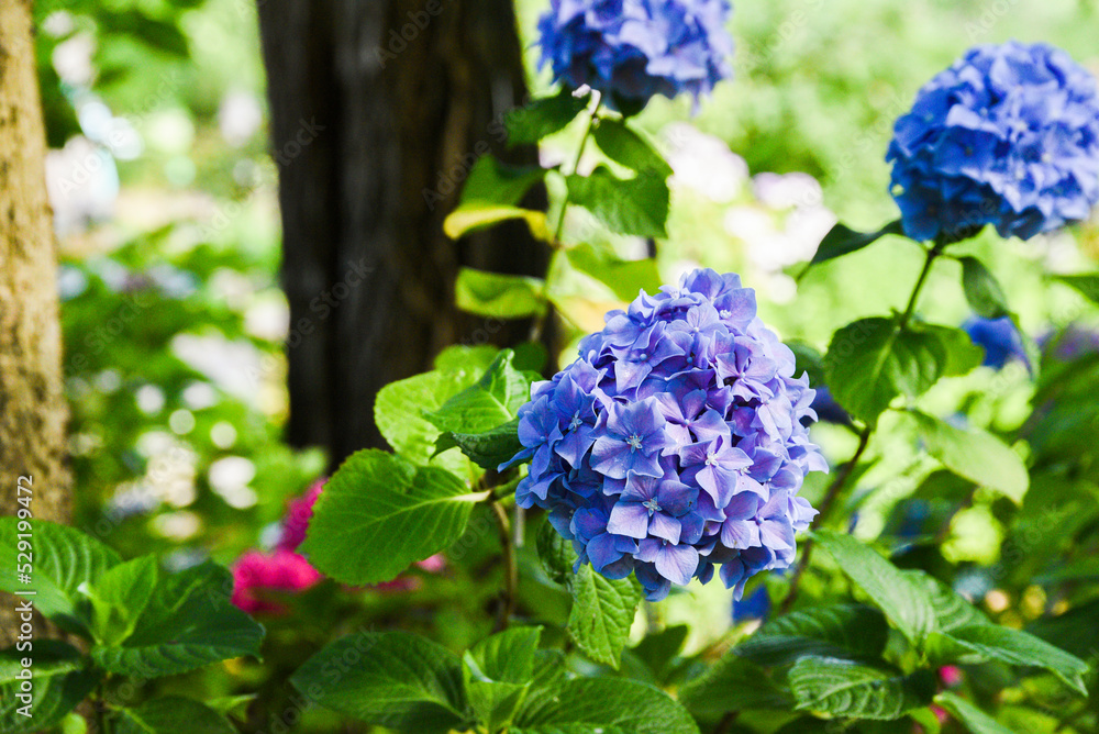 The blue hortnesia blooms in the garden in summer. The blue hortnesia blooms in the garden in summer.