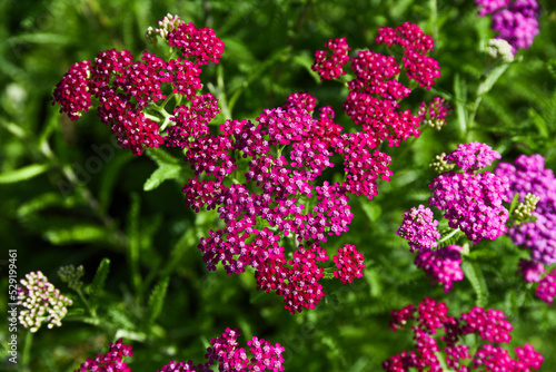 Cerise queen blooming in summer garden. photo