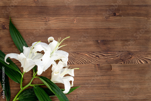 White liles flowers with leaves. Floral background photo