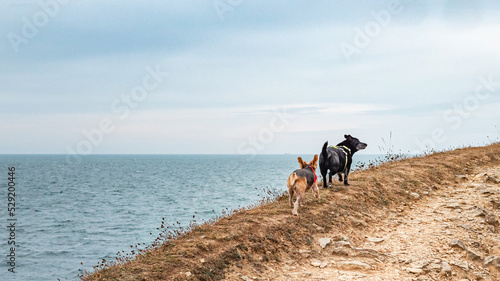 Dogs walk on the coast