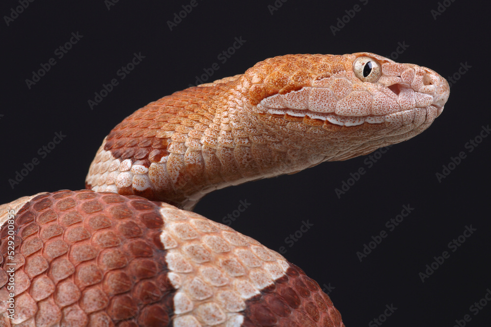 A portrait of an Eastern Copperhead against a black background
A portrait of an Eastern Copperhead against a black background
