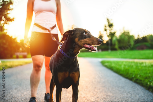Fototapete runner and dog on field under golden sunset sky in evening time.