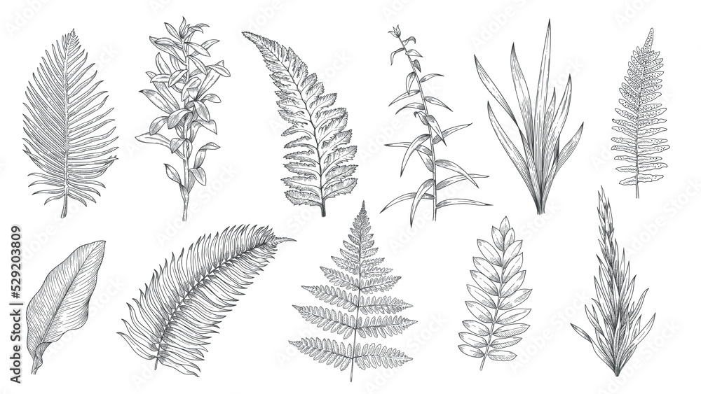 Forest plants sketch. Hand drawn grass and vintage botanical decorative collection, herbal and leaves design elements. Vector monochrome isolated set