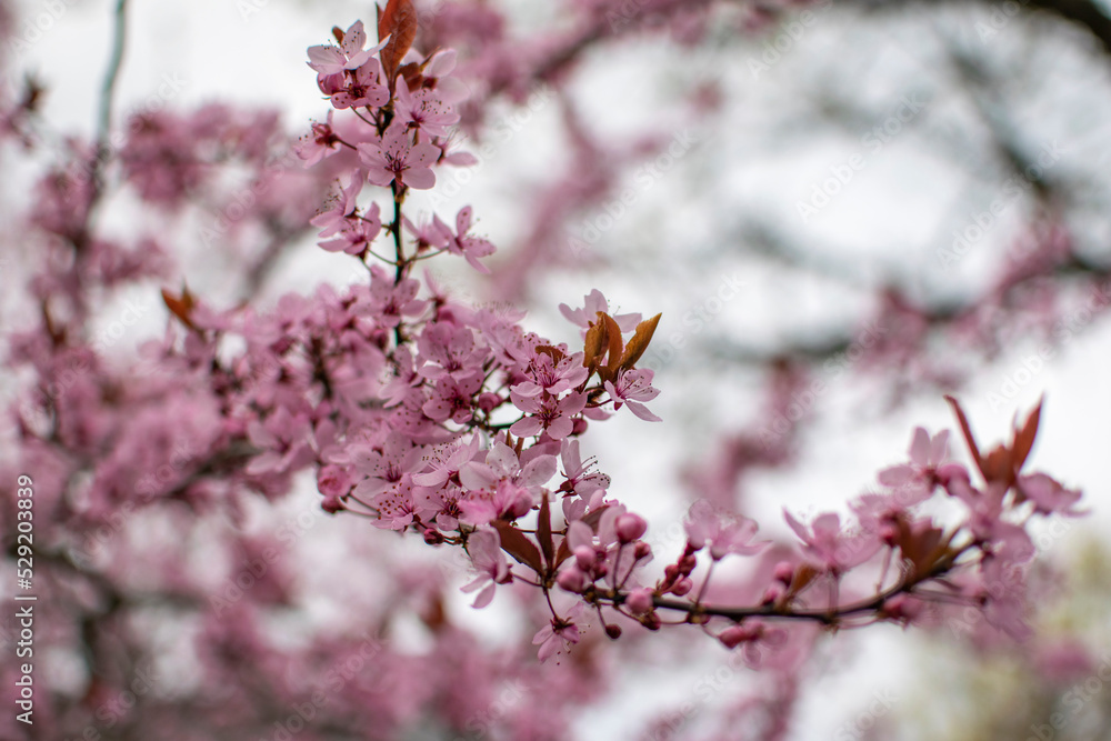 Hahnenklee Walpurgis Blüten Baum
