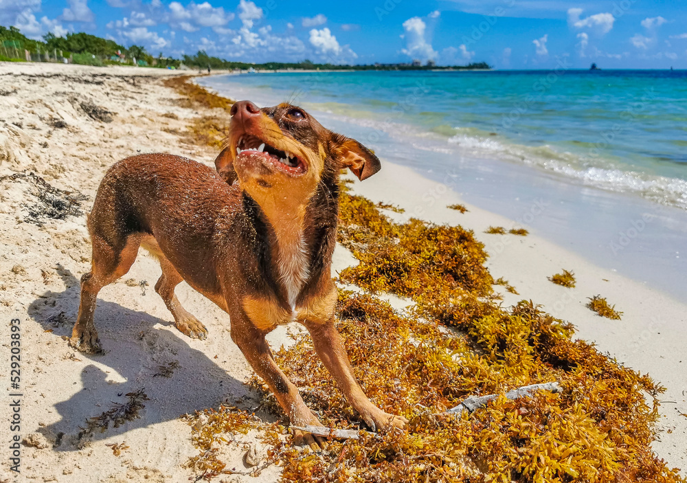 Brown cute funny dog play playful on the beach Mexico.