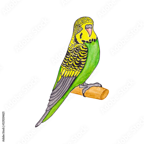 Parrot. Tropical bird. Watercolor illustration isolated on transparent backgroundTropical bird. Watercolor illustration isolated on transparent background photo
