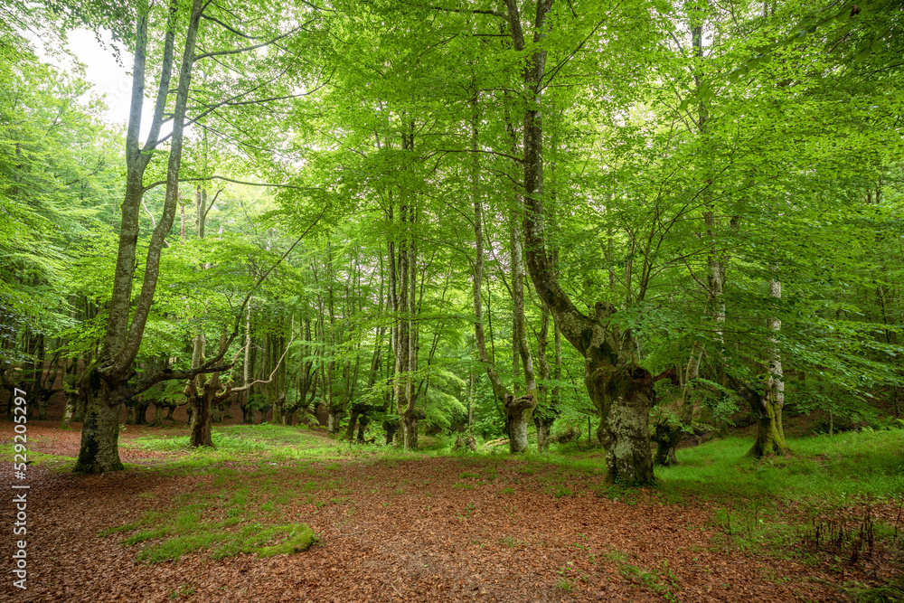 Landscape of a leafy beech forest in the Urkiola Nature Park, Basque Country, Spain