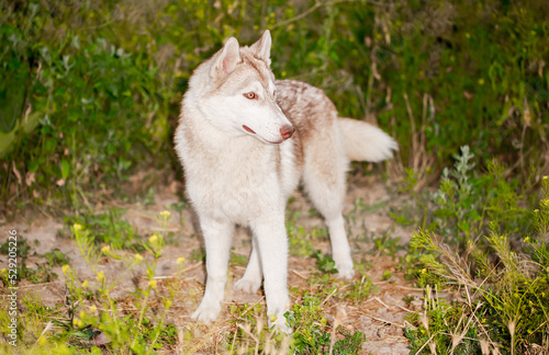 Husky dog walks in the park. Walk down the street with a big dog without a muzzle. Pedigree dog for the protection and protection. Eyes of different colors. © Vera