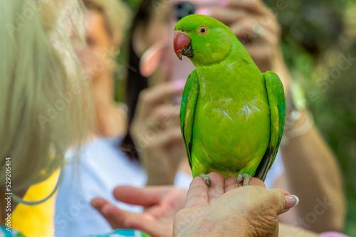 Tourists feeding a wild parakeet in St James park, London