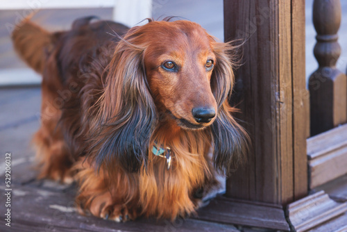 Dachshund dog, beautiful portrait of a red long-haired adult dachshund dog walk playing outside in summer sunny day