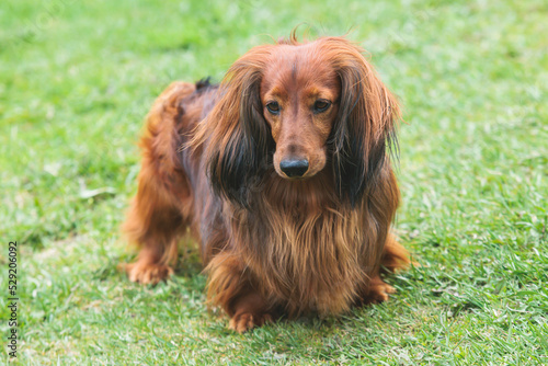 Dachshund dog, beautiful portrait of a red long-haired adult dachshund dog walk playing outside in summer sunny day