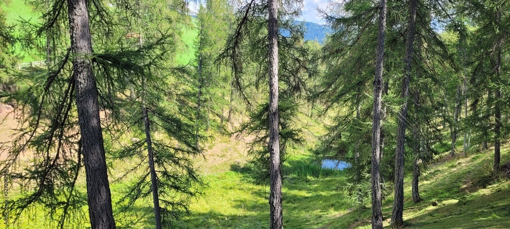 View of nature ad trees in Trentino Alto Adige.