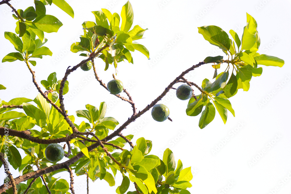 annoying green avocado fruit tree branching with green leaves