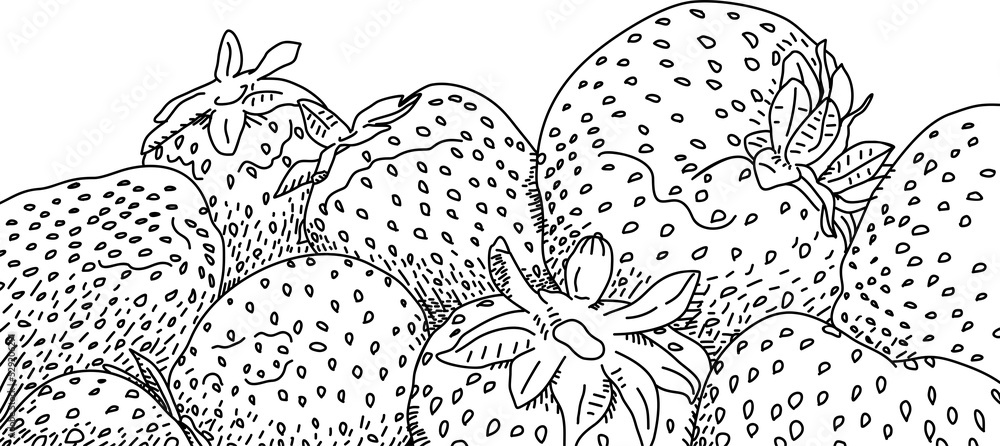 strawberry line art horizontal banner on white background. Design menus, tea, sweets, yogurts and confectionery filled with berries. strawberry line art horizontal banner on white background. Design menus, tea, sweets, yogurts and confectionery filled with berries.