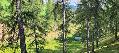 View of nature ad trees in Trentino Alto Adige.