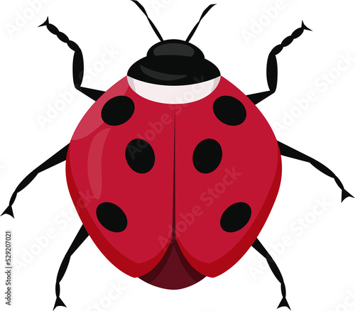 Cartoon drawing ladybug
