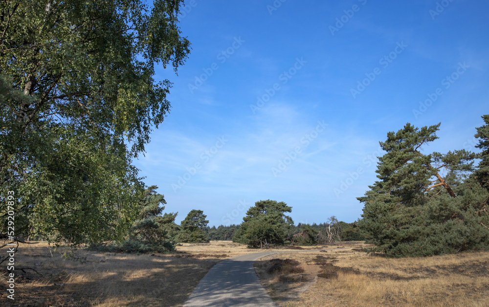 bicycle path, national park hoge veluwe, heather fields, gelderland, netherlands, bicycle path, national park hoge veluwe, heather fields, gelderland, netherlands,
