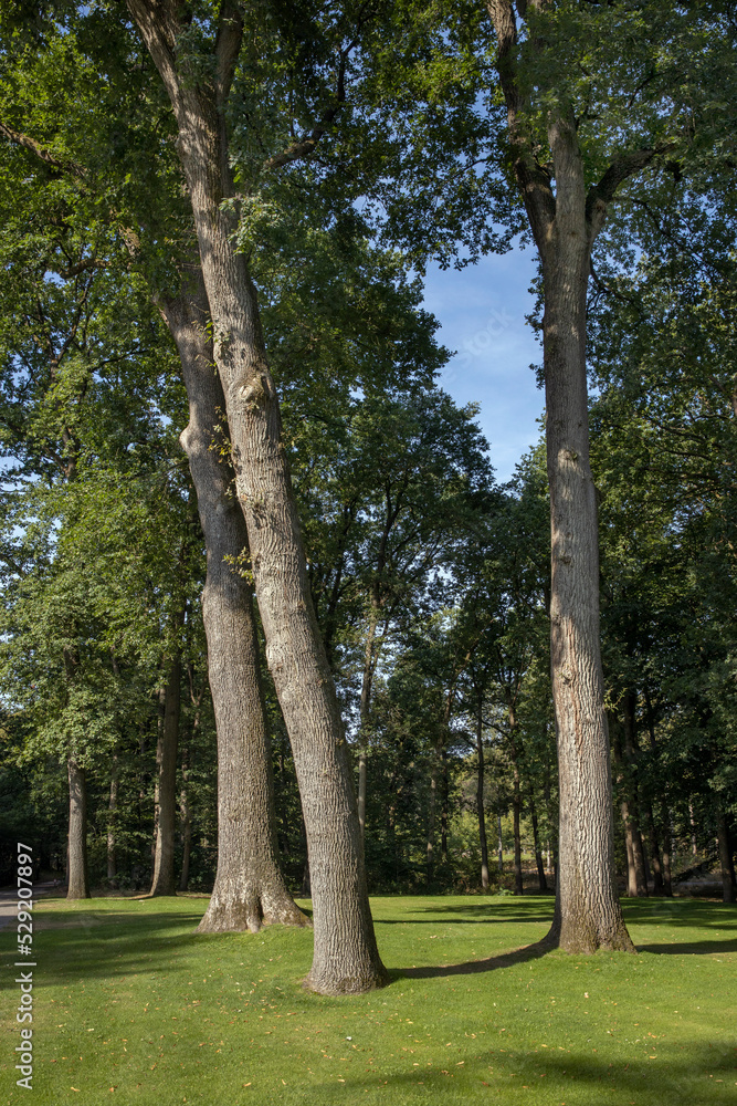 trees in park, kroller moller museum, art museum, national park hoge veluwe, gelderland, netherlands, 