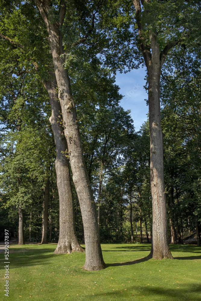 trees in park, kroller moller museum, art museum, national park hoge veluwe, gelderland, netherlands, trees in park, kroller moller museum, art museum, national park hoge veluwe, gelderland, netherlands,
