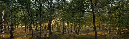Fototapeta Naklejka Na Ścianę i Meble -  sunset in the forest,  veluwe, gelderland, netherlands, trees, panorama, 