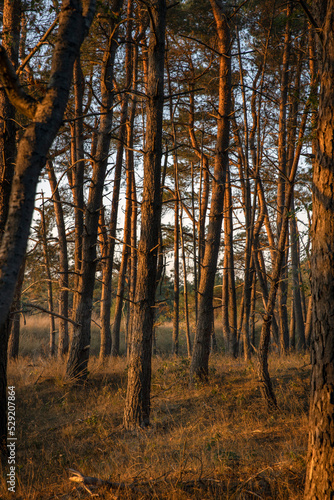 sunset in the forest, veluwe, gelderland, netherlands, trees,