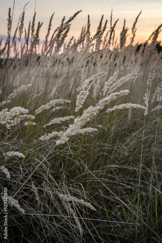 grass waving in sunset at veluwe, gelderland, netherlands, 